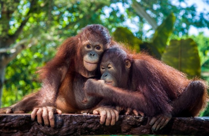 orangutan005.jpg