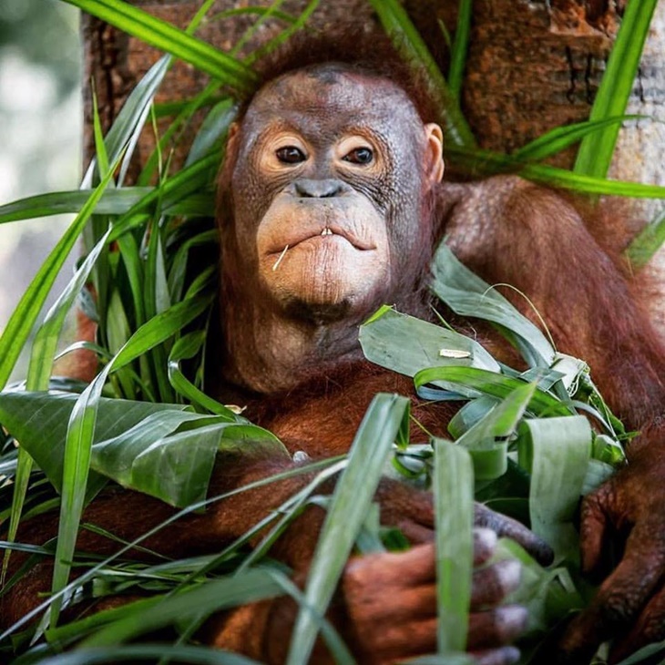 orangutan009.jpg