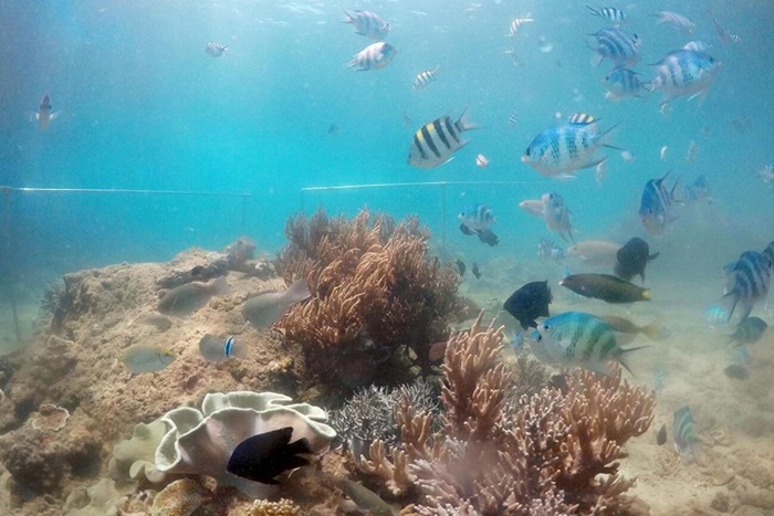 [다낭] 참섬 씨워킹 & 스노쿨링(Underwater Walking & Snorkeling) 투어
