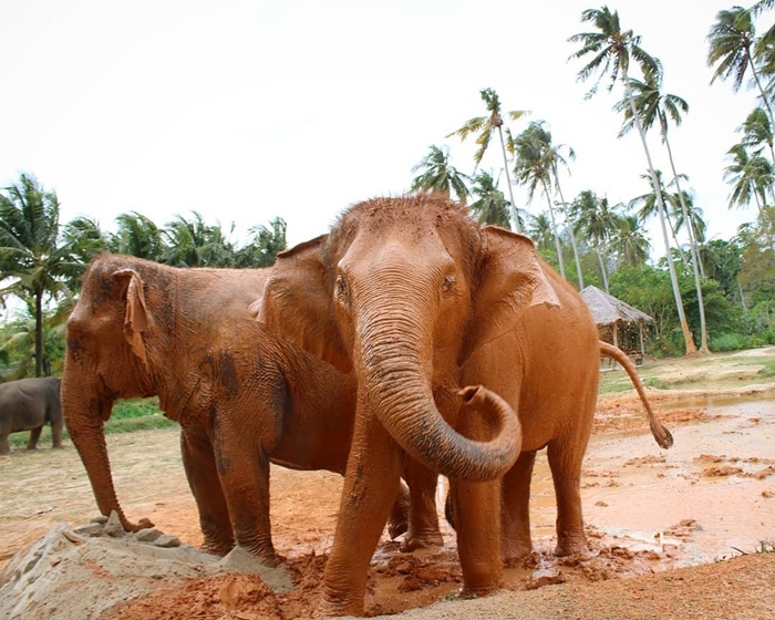 크라비 아오낭 코끼리 보호 캠프(Elephant Sanctuary) 방문 투어 상세 이미지 13