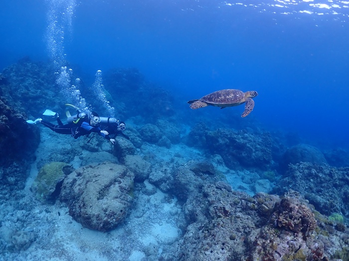 [사이판] 한국인 강사 라오라오비치 거북이 체험 다이빙 