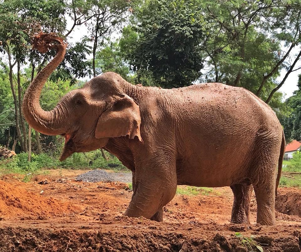 elephanttrekking7.jpg